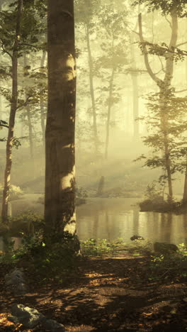 enchanted forest: a misty morning in the woods