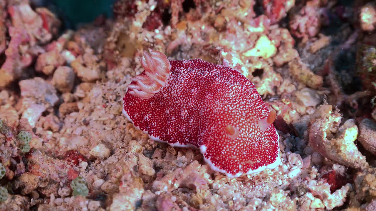 nudibranquio rojo de cerca en el arrecife de coral