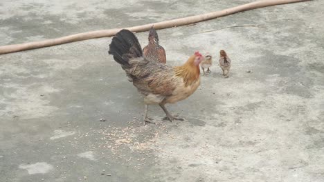 chickens feeding on the ground