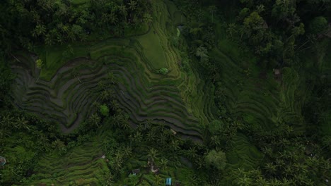 Birds-eye-view-of-Tegalalang-rice-terrace-in-Bali-just-after-sunrise,-aerial