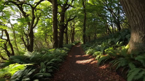 sunlit forest path lined with lush ferns