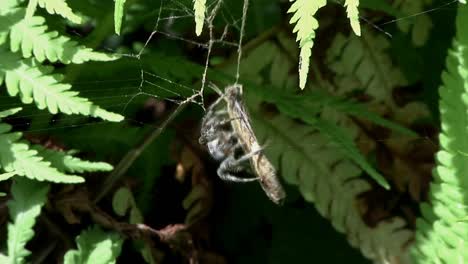 una araña de jardín envolviendo a su presa en seda