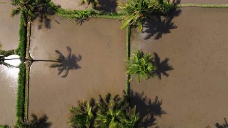 top down drone view above flooded rice fields in ubud, bali, indonesia. summer