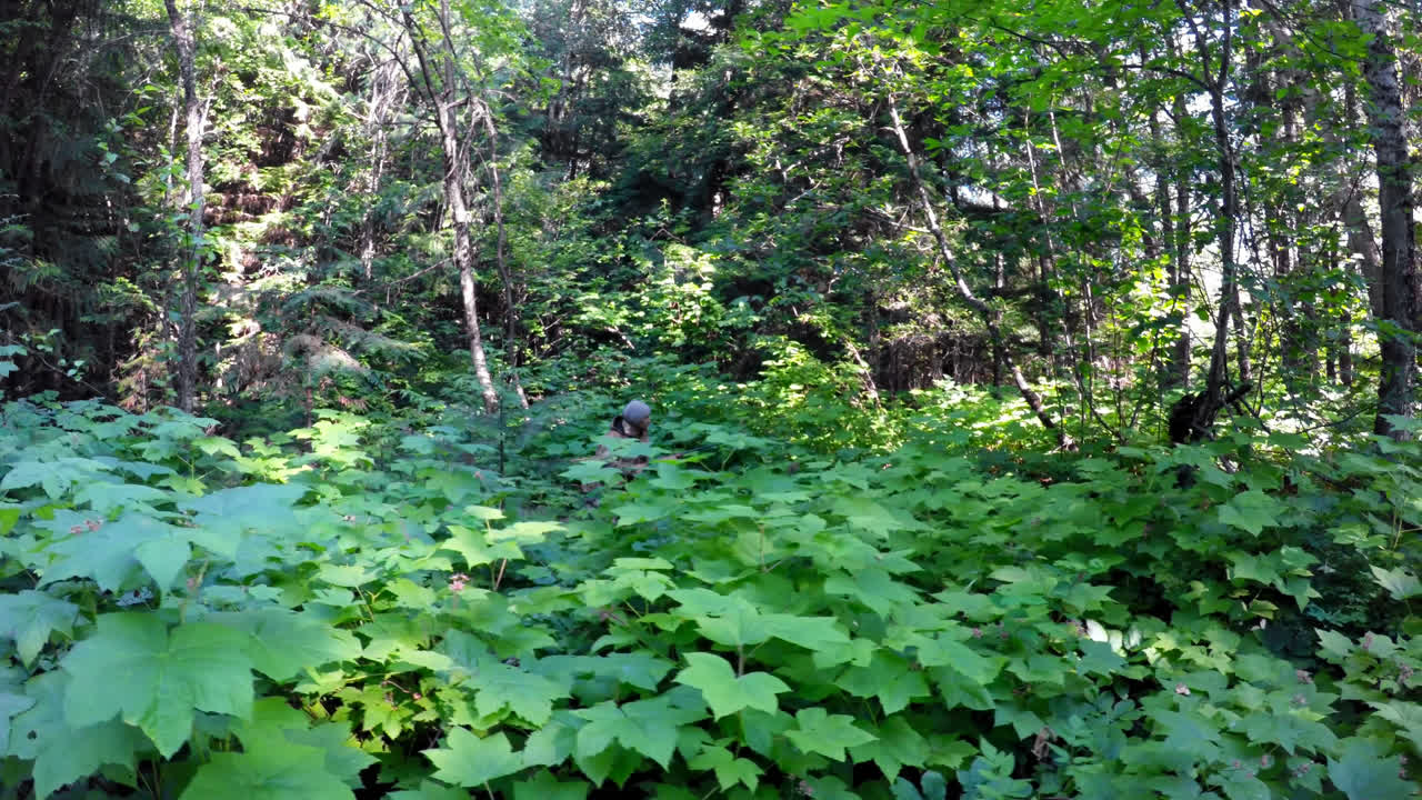 cazador masculino cazando en el bosque 4k