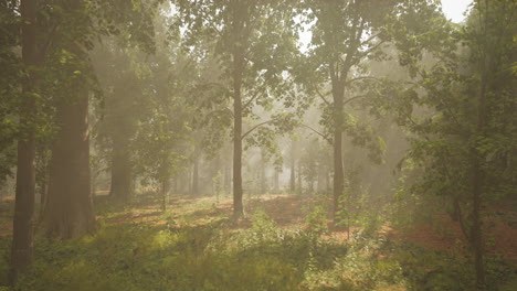 Panoramic-view-of-the-majestic-evergreen-forest-in-a-morning-fog