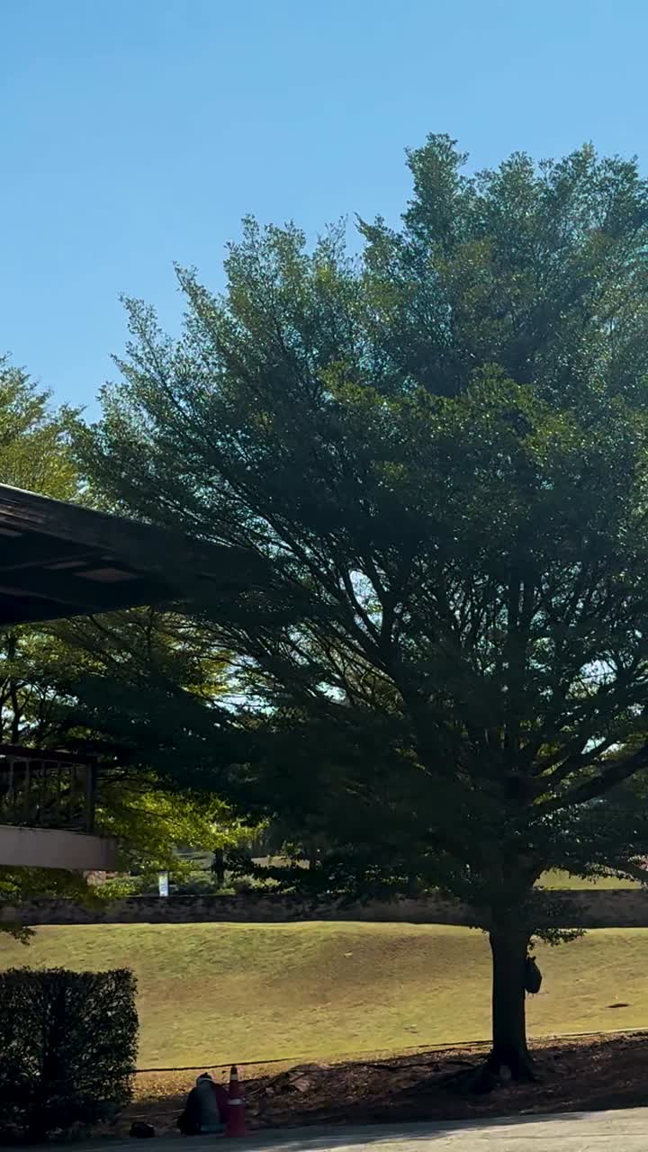 울창 한 초록색 을 가로질러 평화 로운 운전