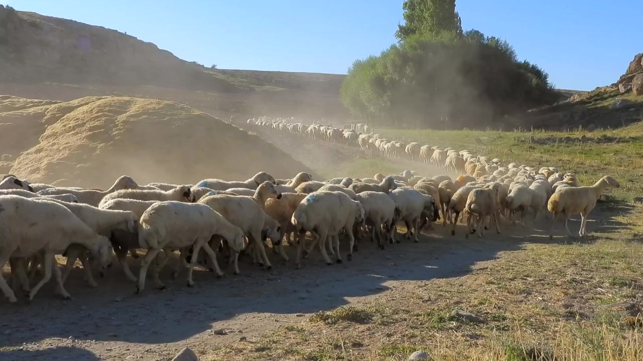 Grande gregge di pecore che cammina lungo un sentiero rurale polveroso.