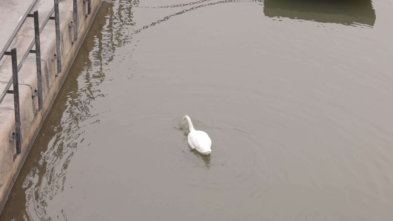 cisne blanco buceando y buscando comida en el agua