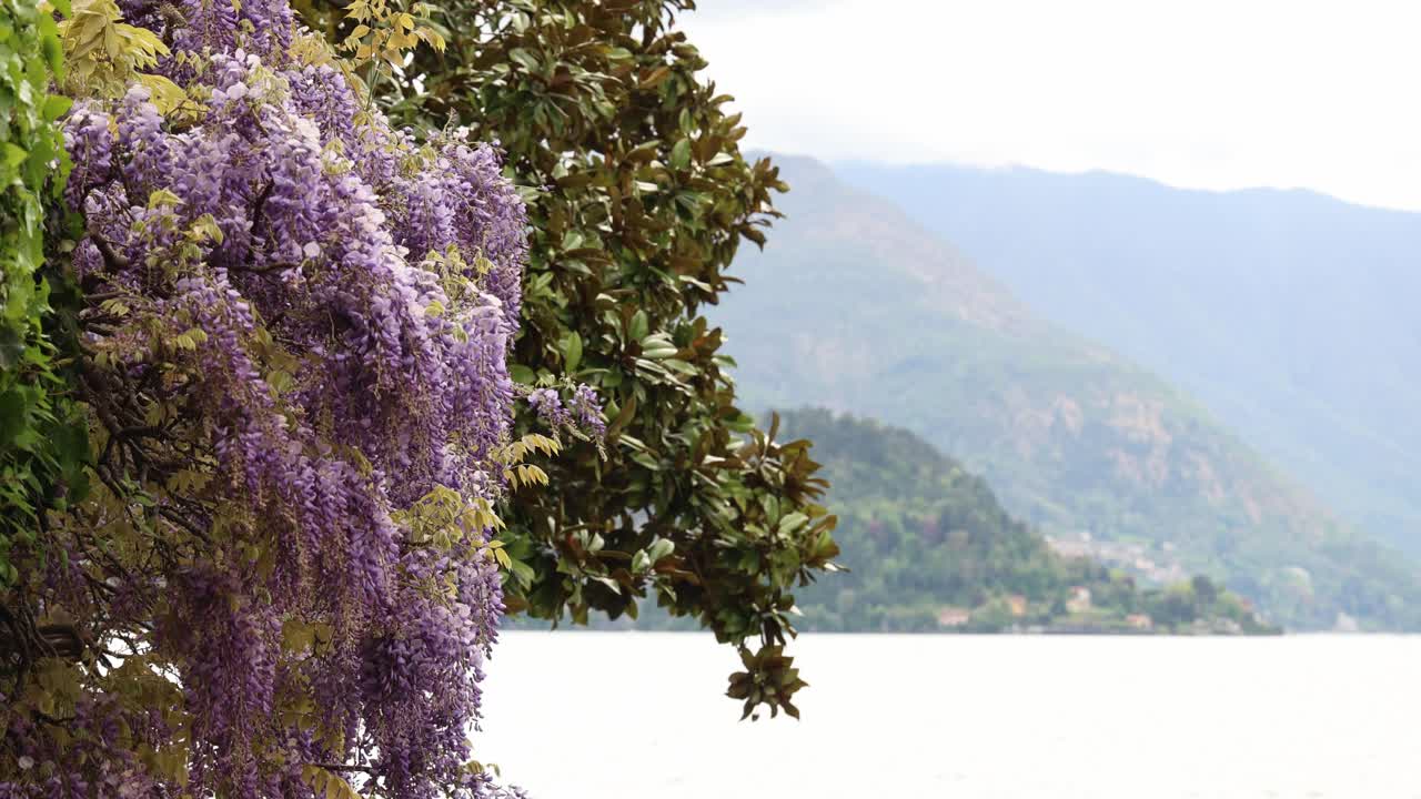 Wisteria plant blooming by the lake, northern Italy flowers