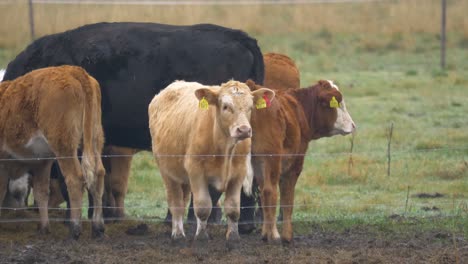 Gentle-herd-of-cows-resting-in-cattle-farm-enclosure---Wide-static-shot