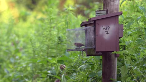 un cuervo volando a una caja de anidación para alimentar a los bebés dentro