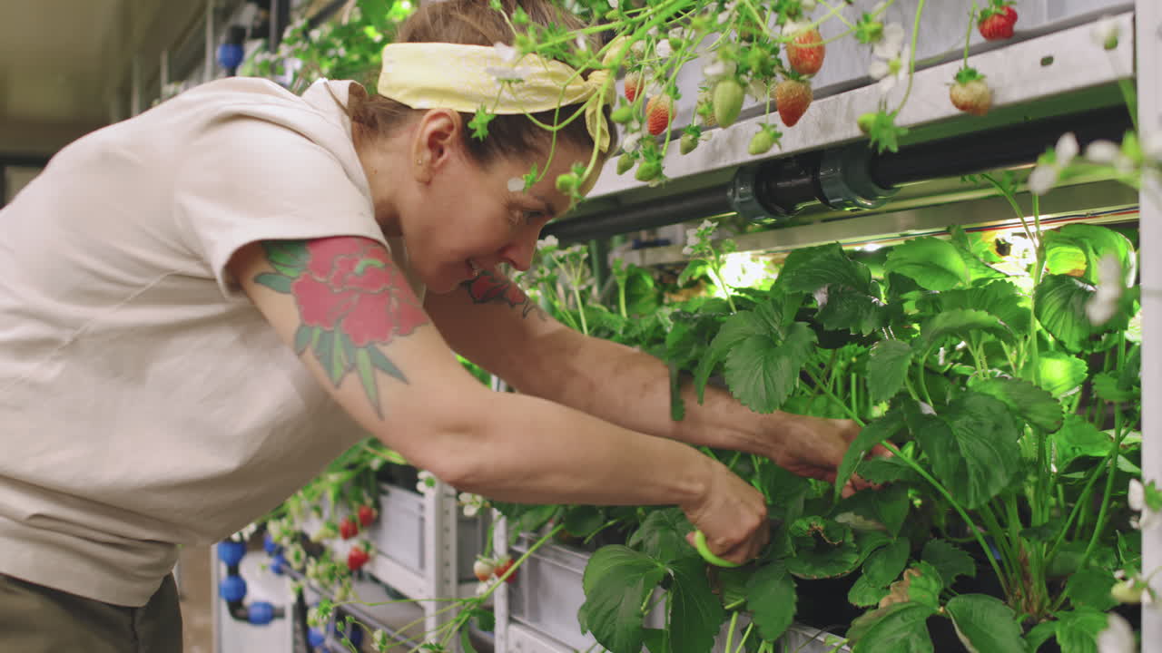 Hydroponic Strawberry Cultivation and Harvesting