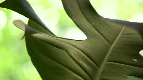 dark green leaf of monstera pot plant closeup with blurred background