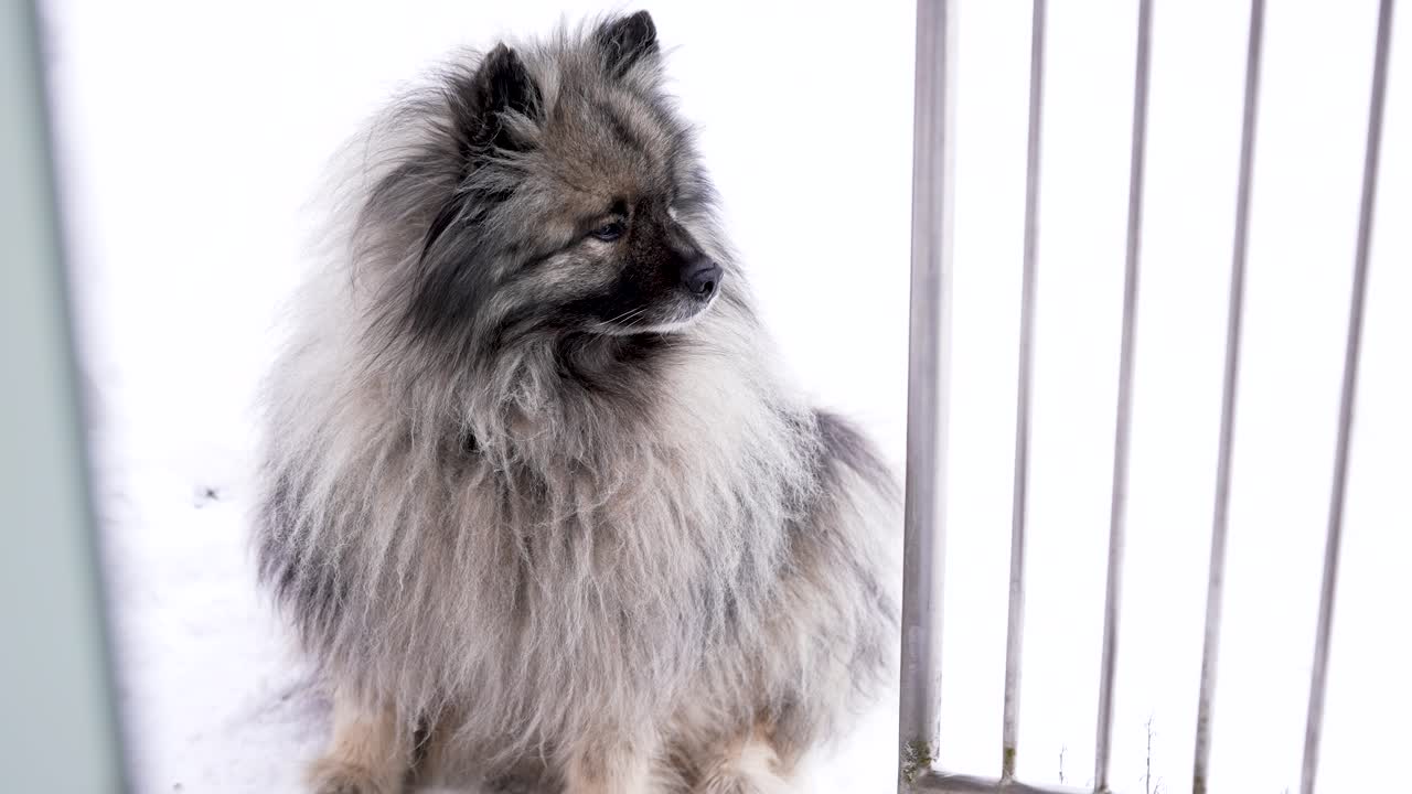Un Keeshond soffice (Wolfspitz) seduto sulla neve vicino alla ringhiera di una scalinata. Tranquillo momento invernale con pelo morbido, aria fredda e atmosfera serena all'aperto in un delicato slow motion