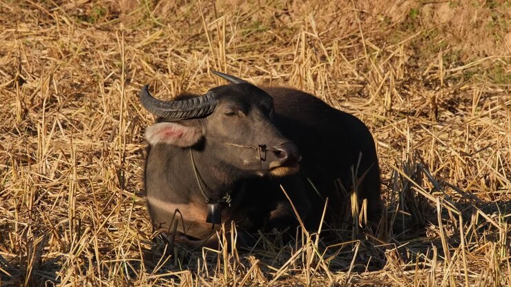 Riposando e mangiando durante un caldo pomeriggio, Carabaos al pascolo, Bufalo d'acqua, Bubalus bubalis, Thailandia