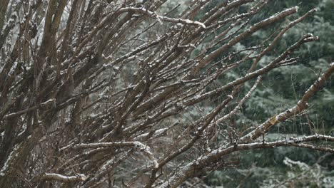 snowflake falling down against nature background