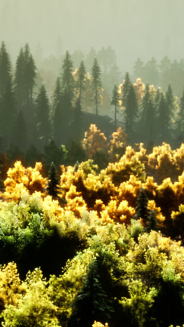paisaje de bosque de otoño