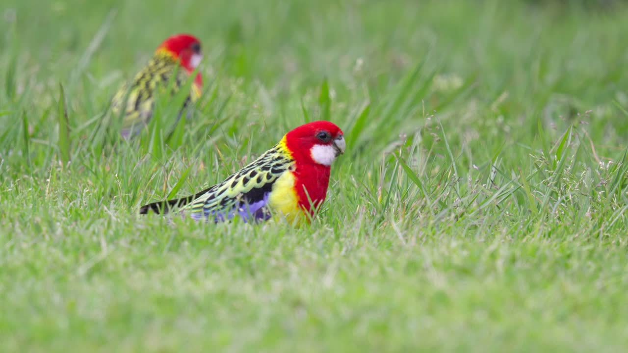 동부 로셀라 무새가 초록색 에서 풀 씨을 먹고 있습니다.