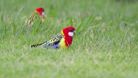 loros rosella orientales que se alimentan de semillas de hierba en el campo verde