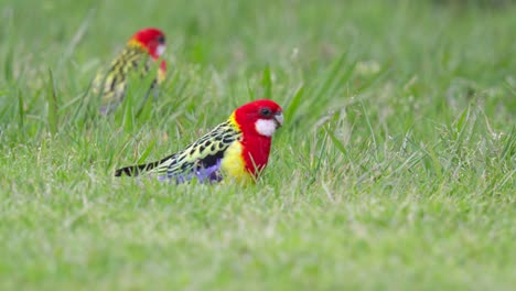 eastern rosella parrots feeding on grass seeds in green field