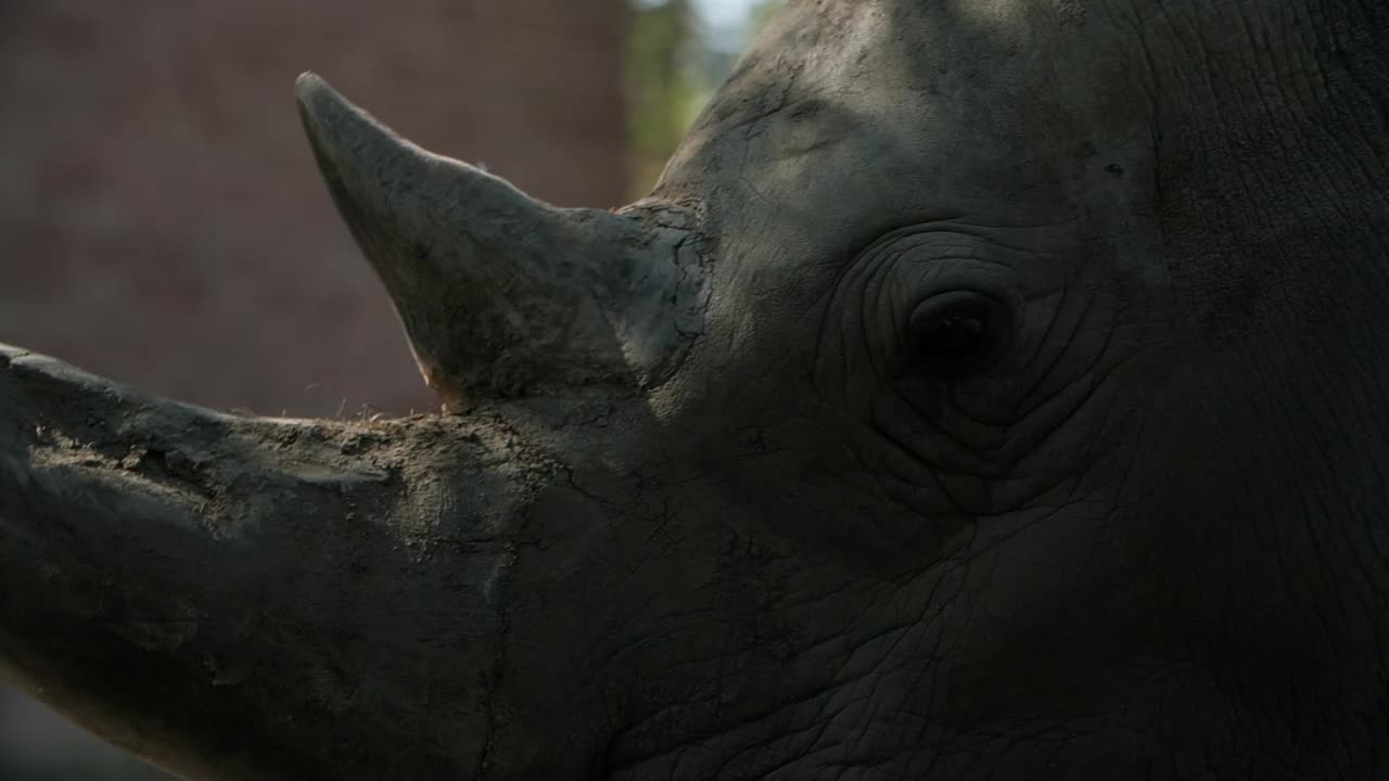 흰 코뿔소의 클로즈업