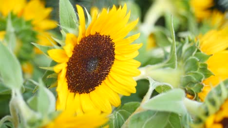 close-up of beautiful sunflowers