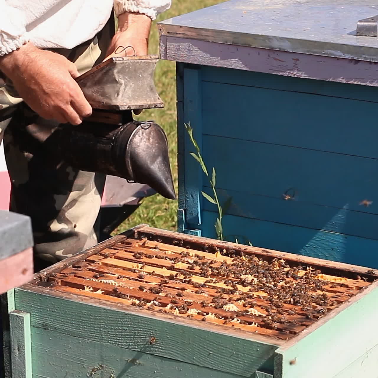 The apiary. Beekeeper with smoker