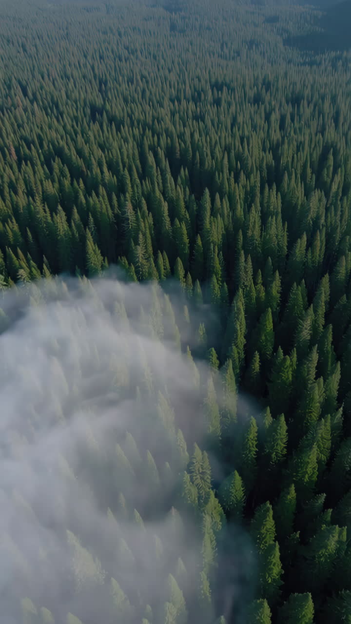 Ilmakuva tiheästä metsästä, jossa on sumua