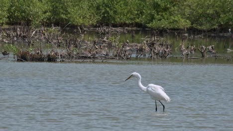 Gesehen,-Wie-Er-Seinen-Kopf-Ins-Wasser-Taucht,-Sich-Vorwärts-Bewegt-Und-Dann-Nach-Links-Wegfliegt,-Silberreiher-Ardea-Alba,-Thailand