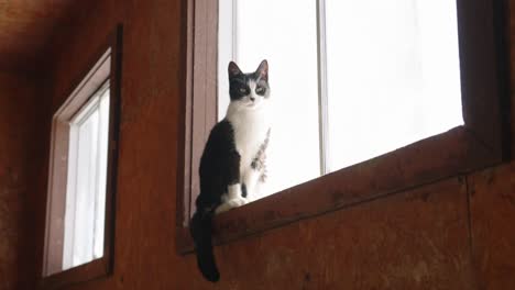 Hauskatze-Mit-Schwarzem-Und-Weißem-Fell,-Die-Auf-Der-Fensterbank-Sitzt