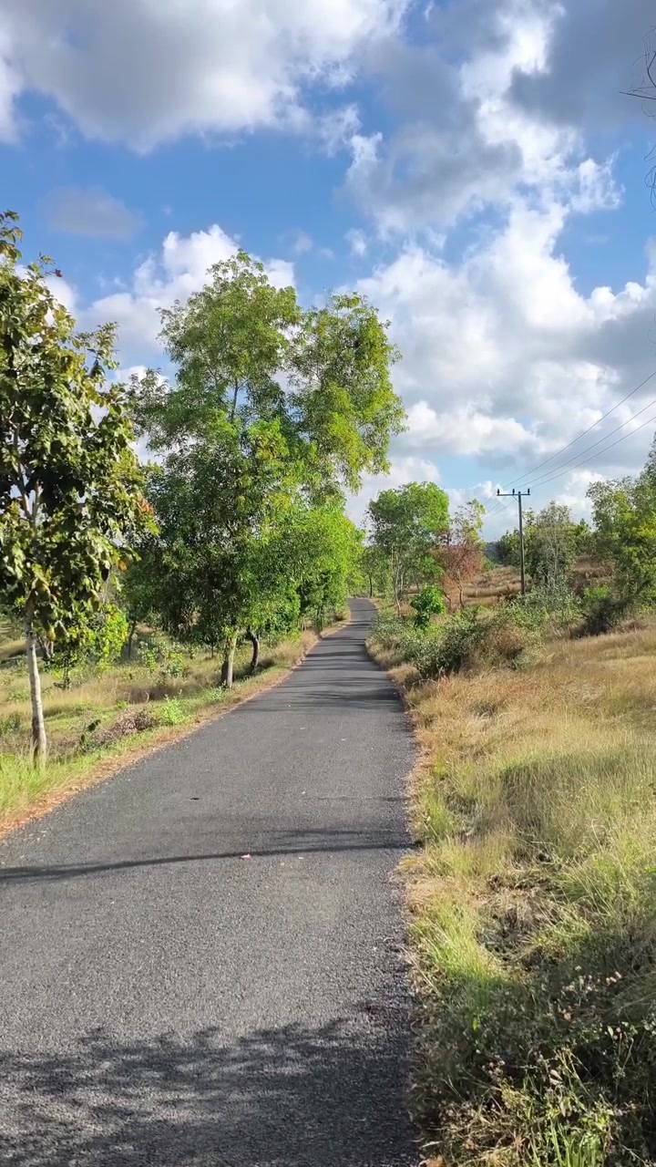 Jalan Aspal Kosong Melintasi Pohon Hijau dan Rumput Kering