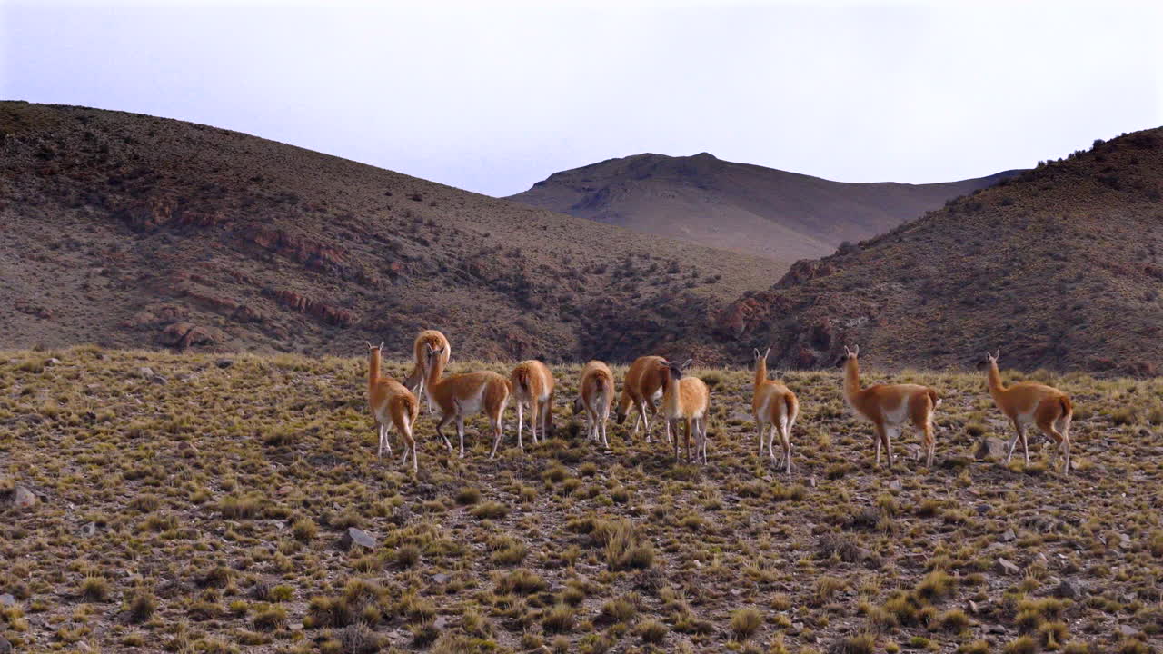 A group of guanacos walking on dry grasslands under cloudy skies