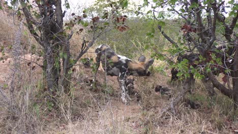 familia de perros salvajes en la sabana africana