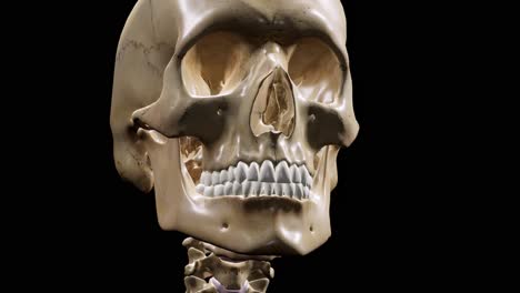 detailed human skeleton. 3d animation.