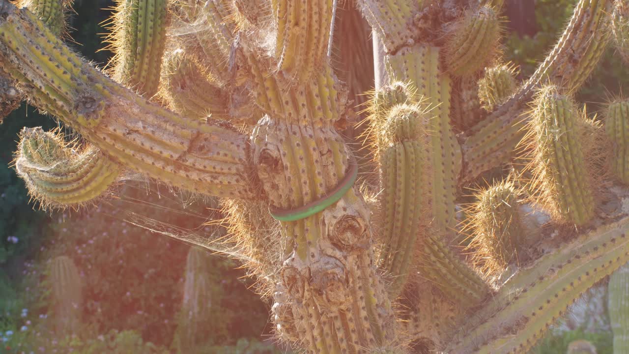 Close up green cactus with yellow spines within a desert environment, city park in Barcelona, Montjuic. African background
