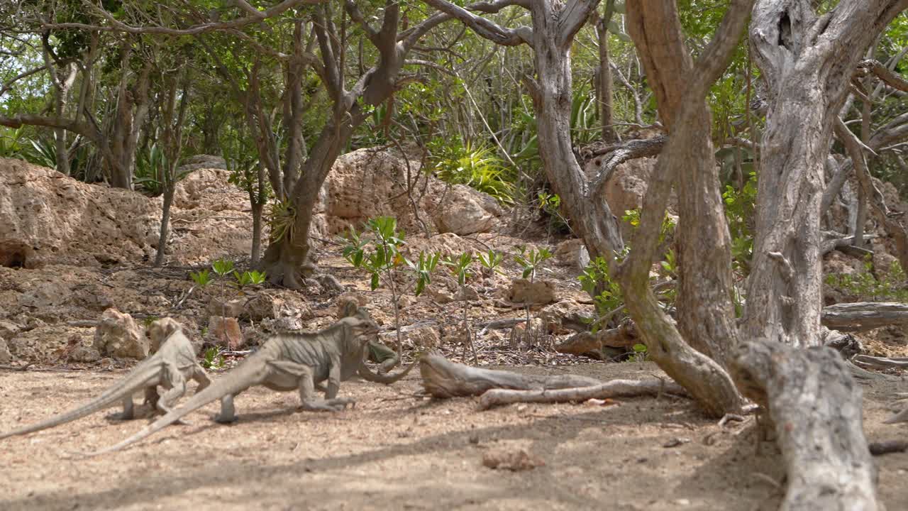 toma panorámica de ángulo bajo que muestra un grupo de lagartos iguana caminando en el desierto a la luz del sol
