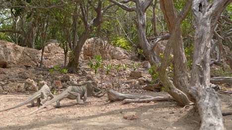 low angle panning shot showing group of iguana lizards walking in wilderness at sunlight