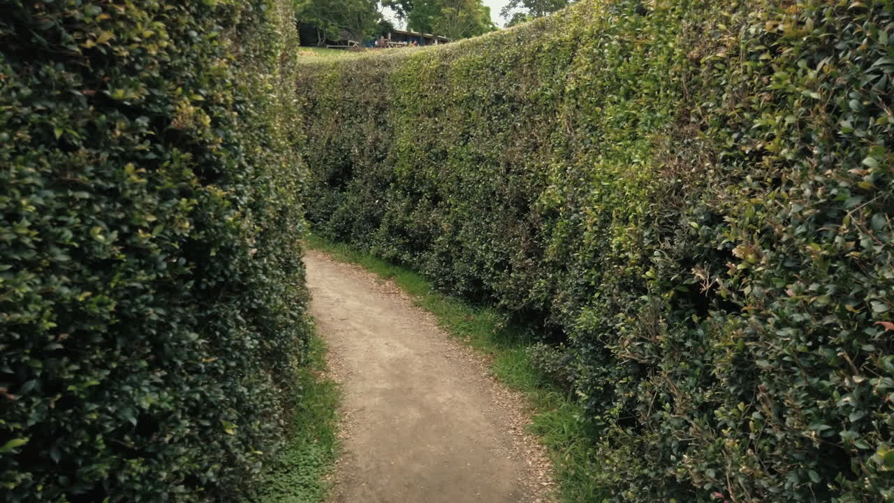 Walking Inside A Hedge Maze In A Park - handheld shot