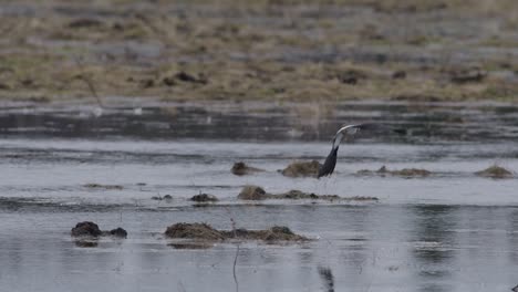 Lapwing-in-shallow-water-looking-for-food-earthworms