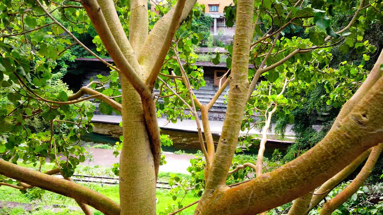 Pan left view of lush green branches framing a canal and stone terrace in Cuernavaca, Mexico