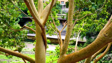 pan left view of lush green branches framing a canal and stone terrace in cuernavaca, mexico