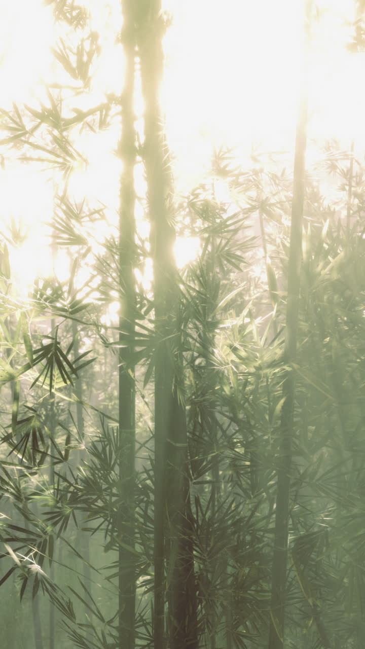 Sunlight filtering through a dense bamboo forest in early morning