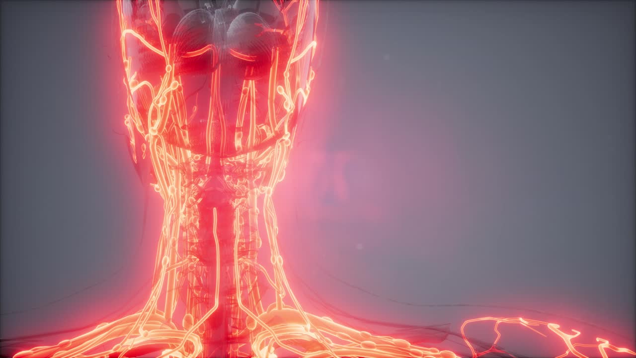 vasos sanguíneos del cuerpo humano