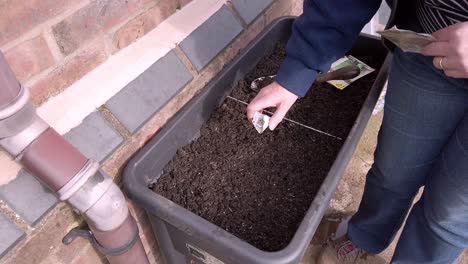 woman sowing seeds in trough