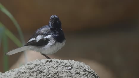 bird grooming - oriental magpie-robin on the rock preening its feathers