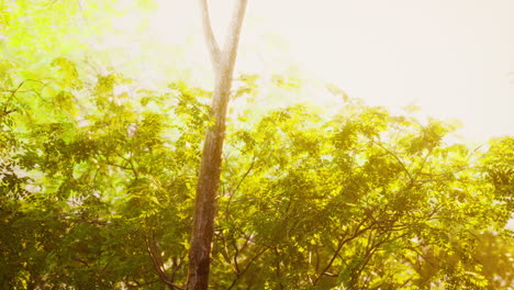 Schöne-Grüne-Waldlichtung-Im-Licht-Der-Sonne