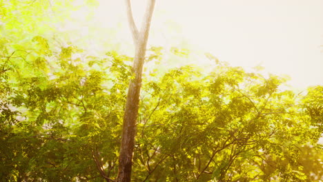 beautiful green forest glade in a light of sun