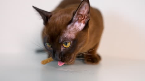 domestic pet with food. purebred burmese cat eats sweets against white background. pedigree brown kitten. close-up.