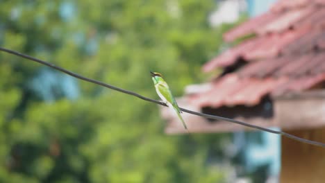 Comedor-De-Abeja-Verde-Asiático-Sentado-En-El-Alambre