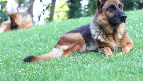 Cinematic-footage-of-two-German-Shepherd-dogs,-one-in-the-foreground-in-focus-and-one-in-the-background-looking-towards-the-camera-on-a-bright-and-sunny-day